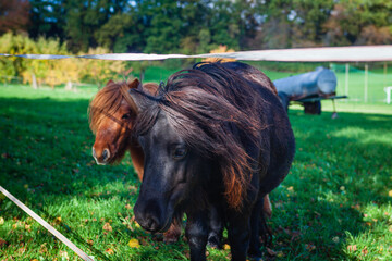 horses in the field