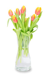 Tulips in vase on a white background