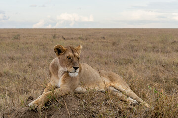 Naklejka na ściany i meble Wild lioness in the Serengeti National Park in the heart of Africa