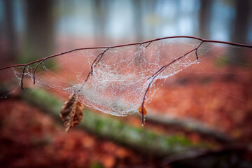 spider web on branches