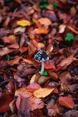 mushroom in autumn leaves in the forest