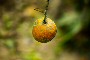 A yellow lemon is hanging on a branch and the background is blurred