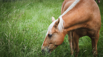 horse in the meadow