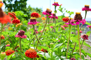 Flowers with vibrant pink and red petals & yellow pollen bloom in the garden. Cheerful and bright nature image. The two flower stems in the center make the 