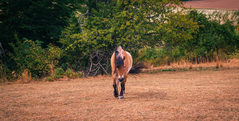 horse in the field