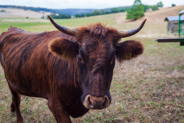 highland cow