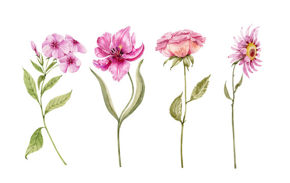 Set of watercolor illustrations of pink flowers on a white background. hand painted for design and invitations.