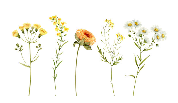 Yellow Flower by LunaDesigns on Dribbble