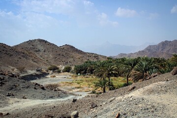 Dates palm trees view near Samail town, Oman