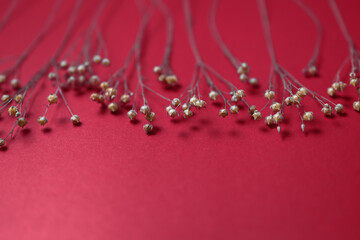 Golden sprigs of flax on a red background. Place for text, shallow depth of field.