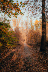 Obraz premium autumn in the forest