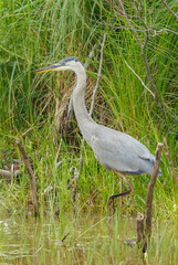 Great Blue Heron fishing on river bank