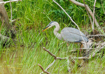 Great Blue Heron fishing on river bank