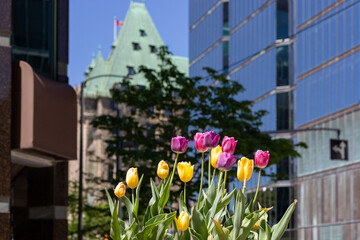 Tulips in flower bed in downtown Ottawa in Canada. Spring in the city. Sparks street with...