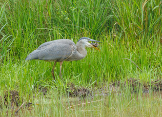 Great Blue Heron fishing on river bank