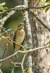 Female rose breasted grosbeak on tree 