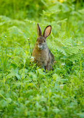Snowshoe hare in summer time