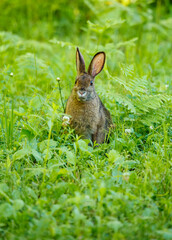 Obraz premium Snowshoe hare in summer time