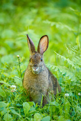 Snowshoe hare in summer time