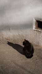 Fototapeta premium Black cat near the wall