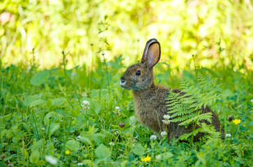 Snowshoe hare in summer time