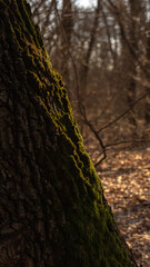 Tree with green moss in sunlight