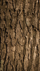 Tree bark with sunset sunlight