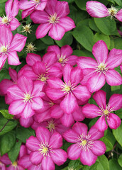 Lots of pink clematis flowers as background