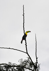 Tucan