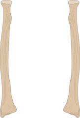Obraz premium Bones of the human skeleton. The Radius of the Right Forearm and the Radius of the Left Forearm. Anterior (ventral) view.