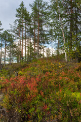 Norwegian forest in late autumn, colorful trees and pink heather