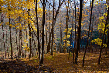 Beautiful view of the valley of maple trees in autumn.