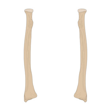 Unlabeled Ulna And Radius