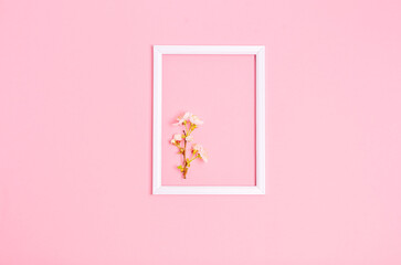 Apricot branch in a white frame on a pink background with space for text.