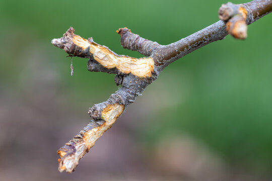 Close up of a branch on an apple tree that has been chewed by a rabbit