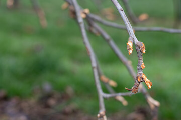 Close up of a branch on an apple tree that has been chewed by a rabbit