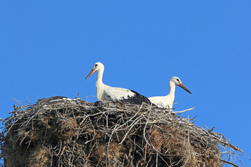 White storks in their nest	