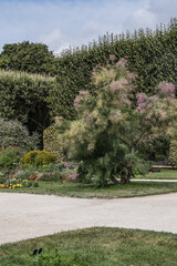Paris Garden of the Plants (Jardin des plantes or jardin des plantes de Paris, 1889) - main public botanical garden in France. Flowers in the garden. Paris, France.