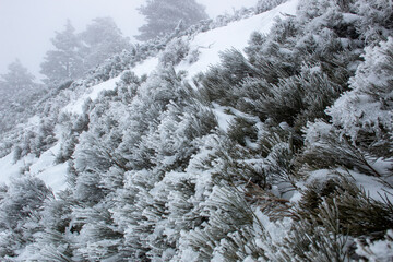Frozen snow on the plants and trees after a big blizzard in the mountains, thick fog.