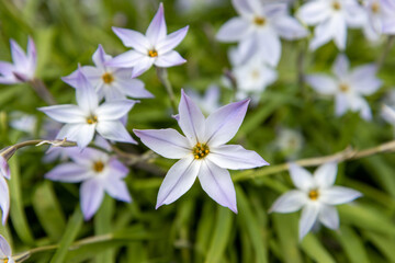 Fototapeta premium Ipheion (spring starflower) blooming in spring