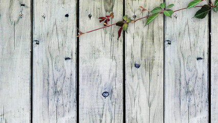 木目背景とグリーン