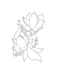 illustration of magnolia flower