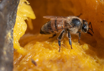 Abeja comiendo mango