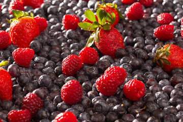Blueberries, Raspberries, Strawberries with sunlight