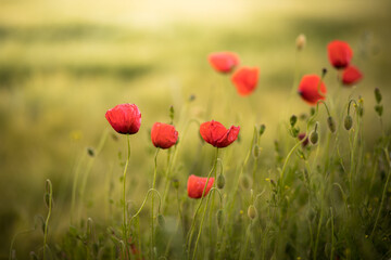 A field with poppies blooming in summer. Red flowered with soft green background. 