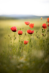 A field with poppies blooming in summer. Red flowered with soft green background and sky. © Isabella Marlen