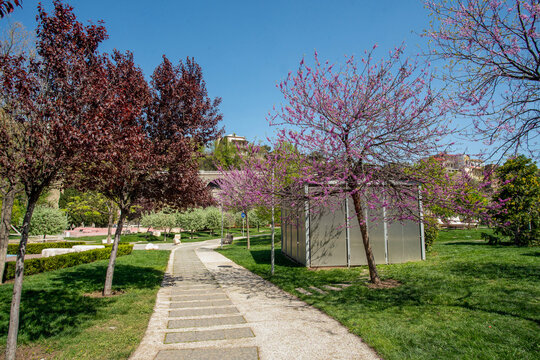 Cherry blossoms and Cherry plum   (splayed plum) with red leaves in left side in      Rike  park  in Tbilisi