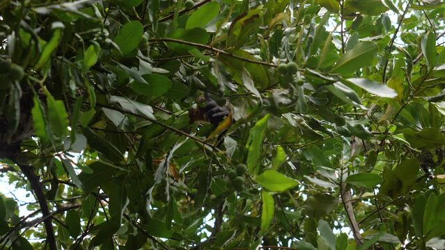 A large bat moves in the canopy of the rainforest