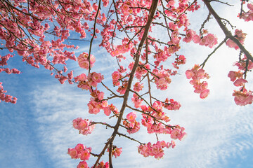 Looking up through the branches of a blooming cherry tree