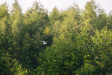 gull near the woods
